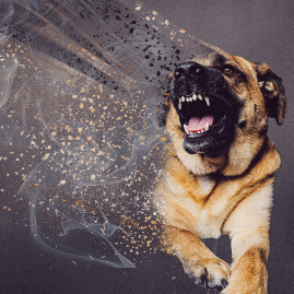분노 표출을 하는 강아지
