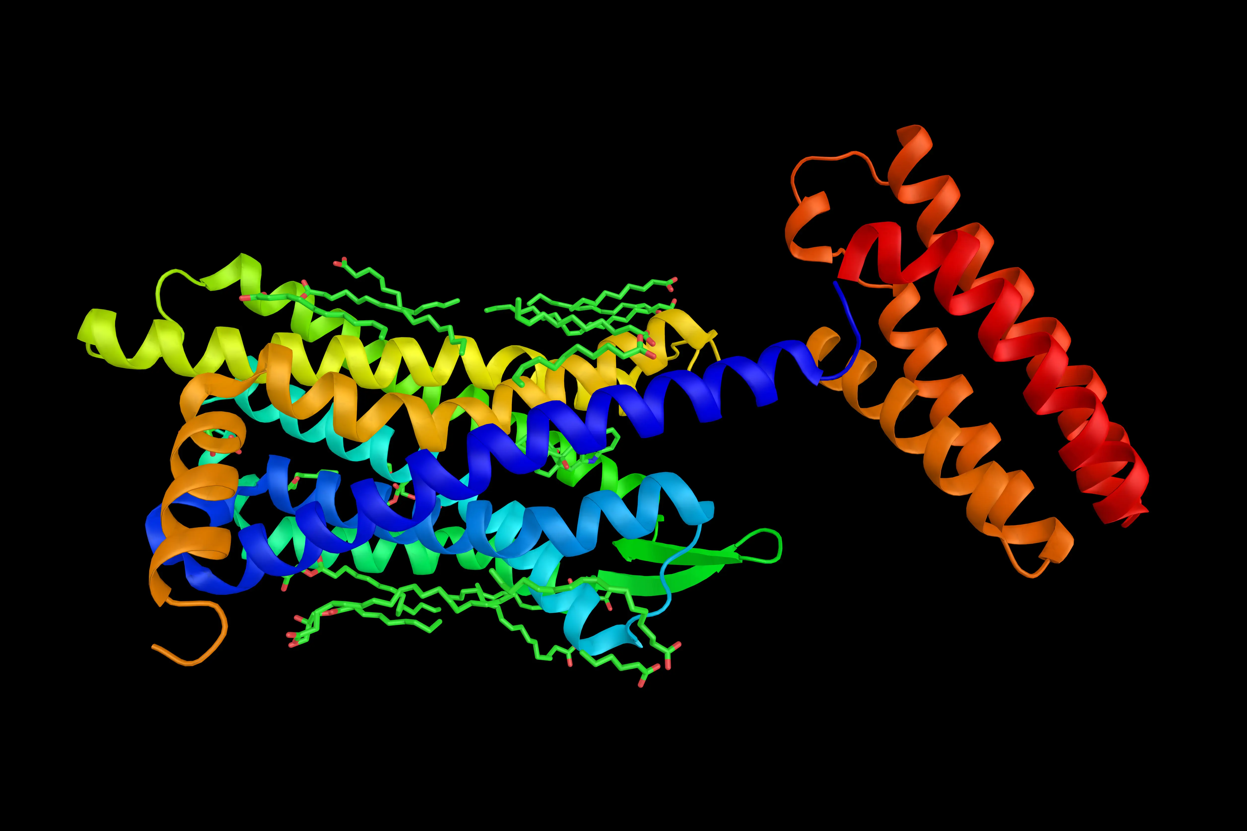 엔케팔린을 내인성 리간드로 가지고 있으며 기분 조절에 관여하는 델타 오피오이드 수용체 G-단백질 3d 렌더링