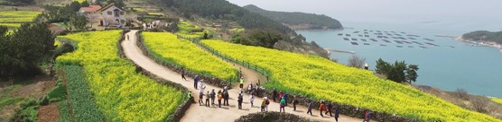 청산도 유채꽃 여행 (2023 청산도슬로걷기축제)