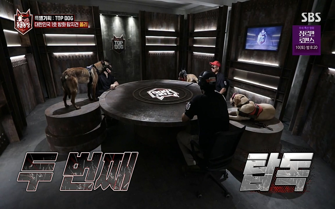 TV 동물농장.E1085.220905p-NEXT.mp4_20220904_173545.617.jpg