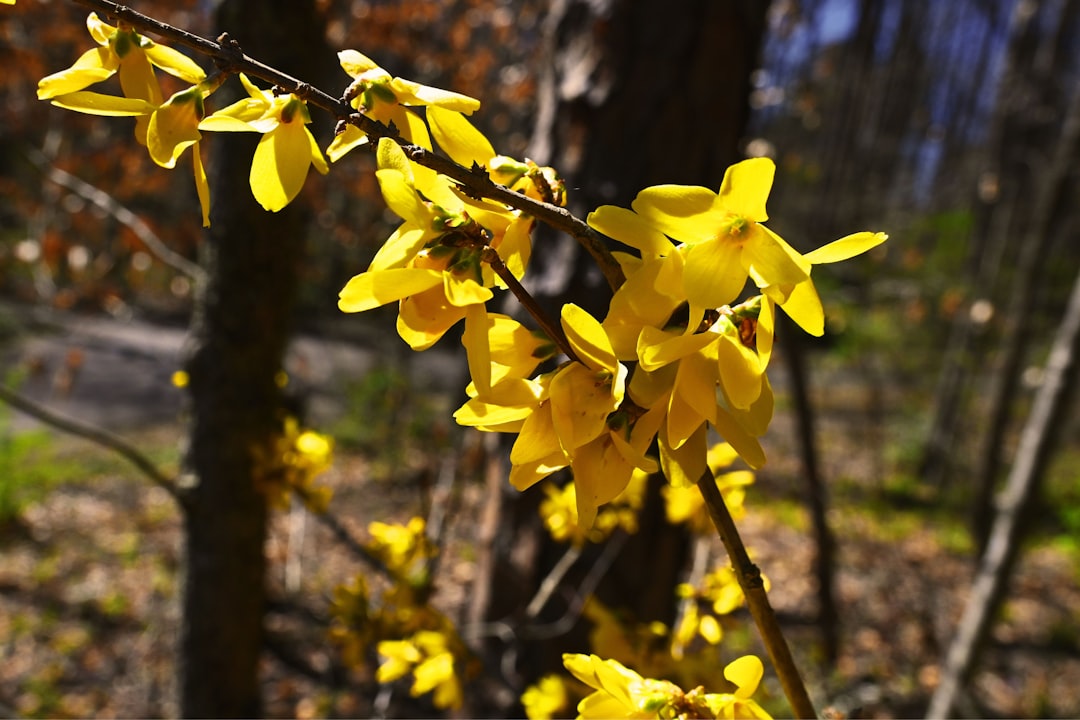 Forsythia