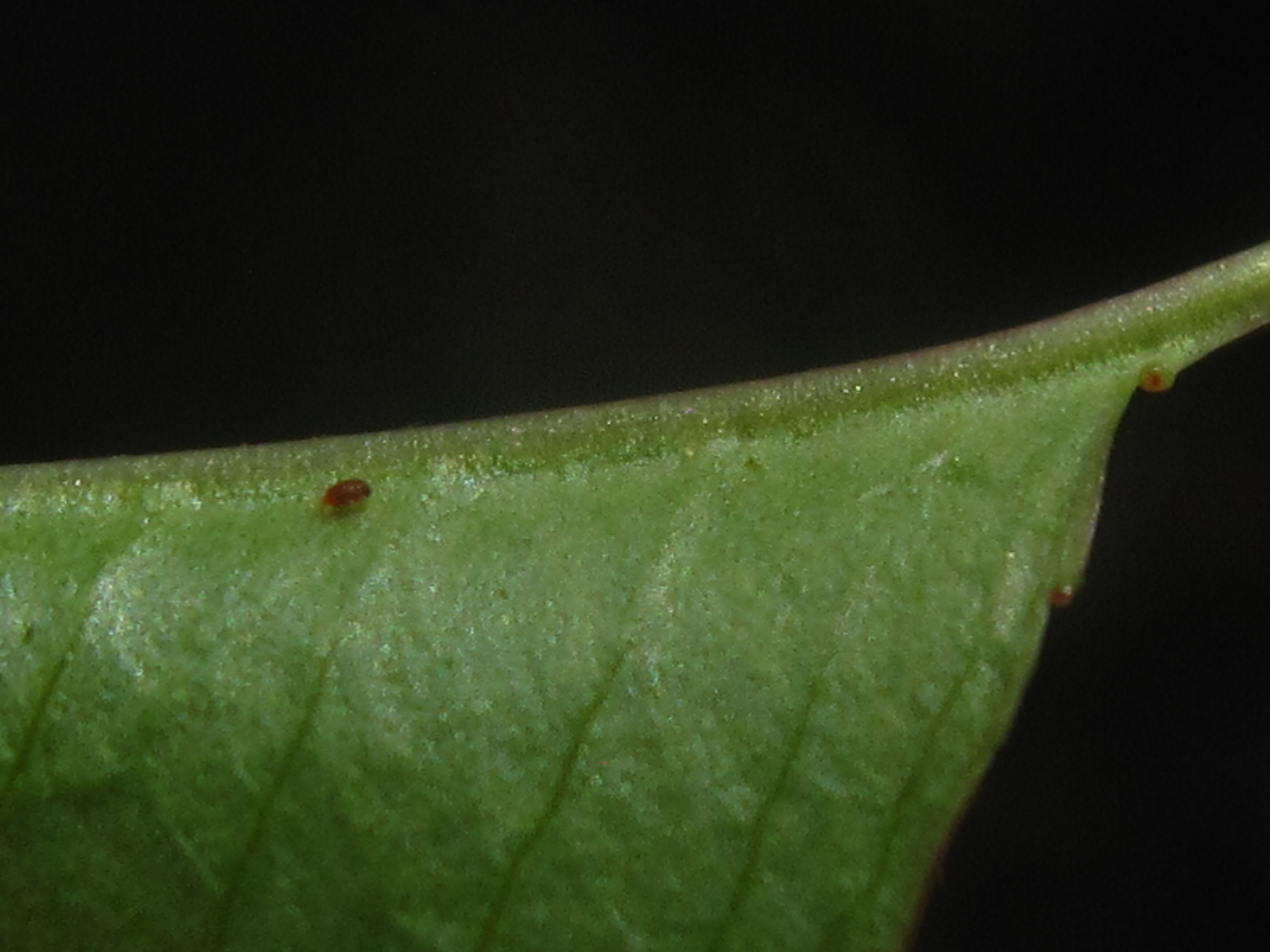 Serotina Prunus 잎과 껍질 5