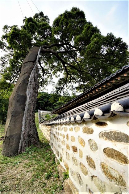 노거수 느티나무 클로즈업&#44; 아름드리가 넘는 굵은 줄기에 반쪽은 시멘트로 채워져 있음. 옆으로는 길게 이어지는 돌담&#44;