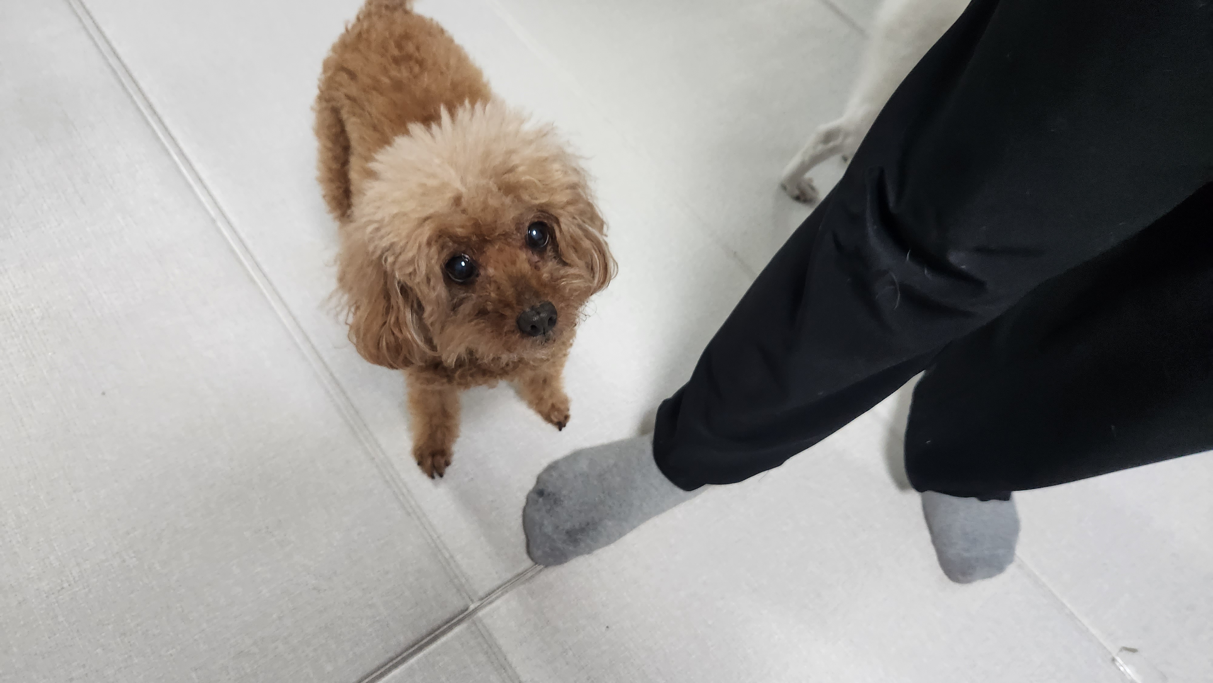  강아지의 후각을 도대체 얼마나 발달한 것일까?
