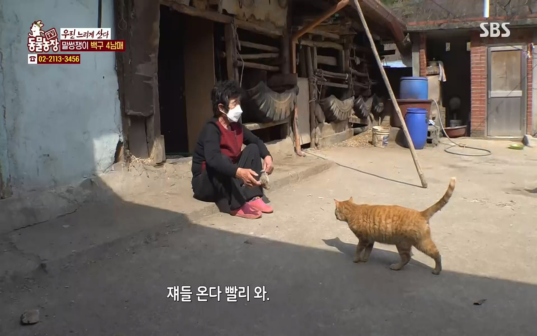 TV 동물농장.E1067.220501p.H264-F1RST.mp4_20220501_185020.197.jpg