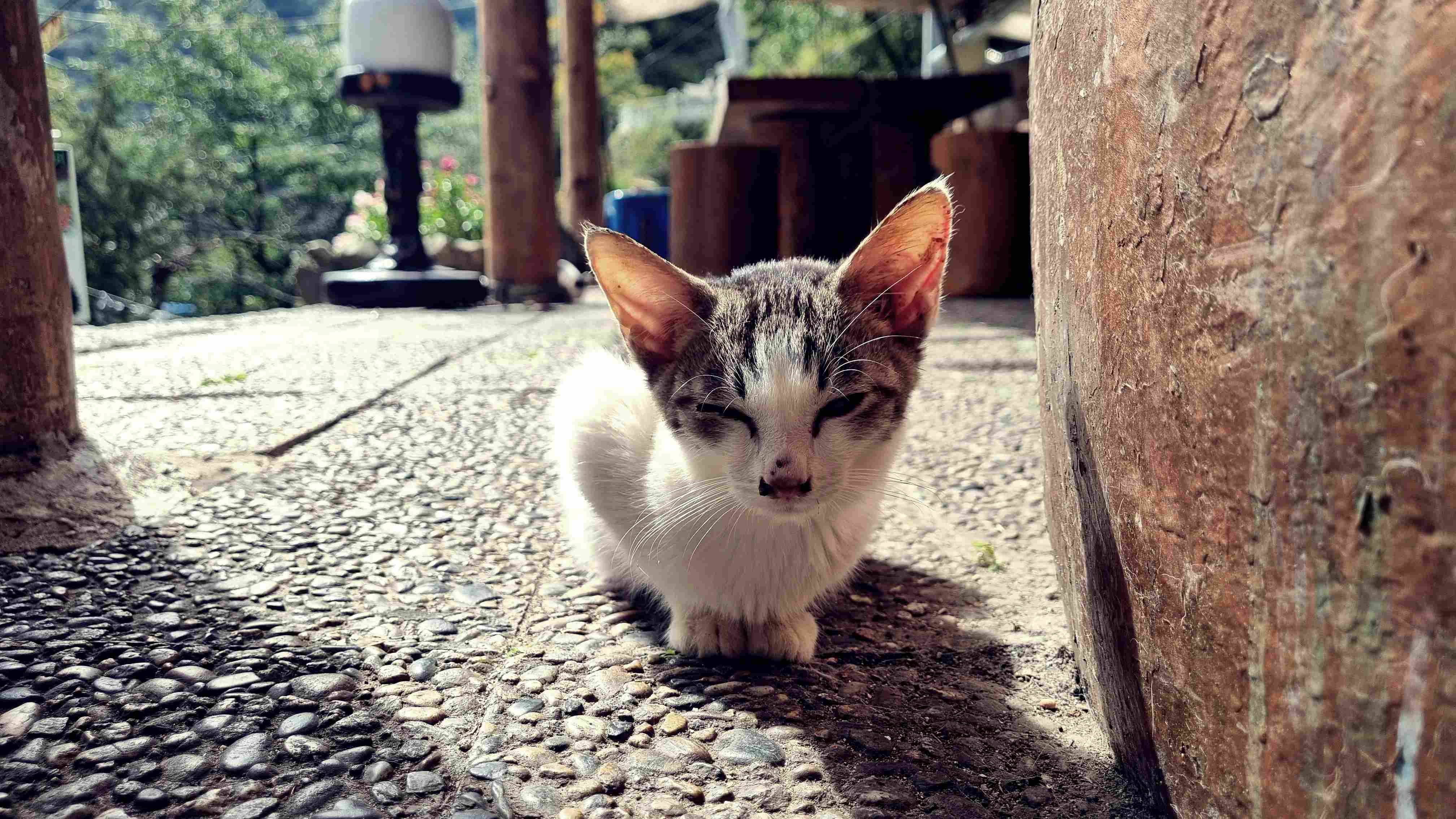 앉아서 쉬고 있는 새끼고양이 얼굴