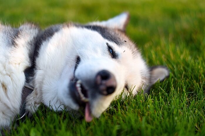 개 한마리가 편안한 표정으로 잔디밭에 누워있다.