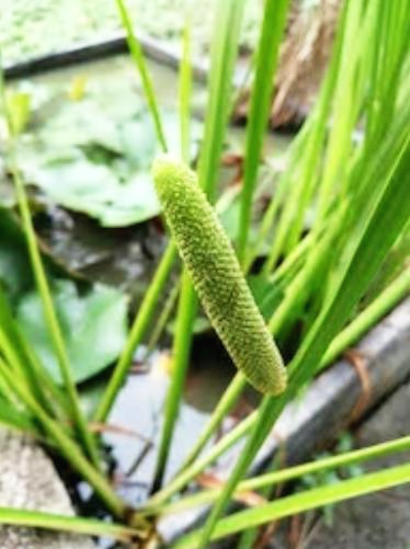  머리가 맑아지는 석창포(Acorus gramineus Soland)~