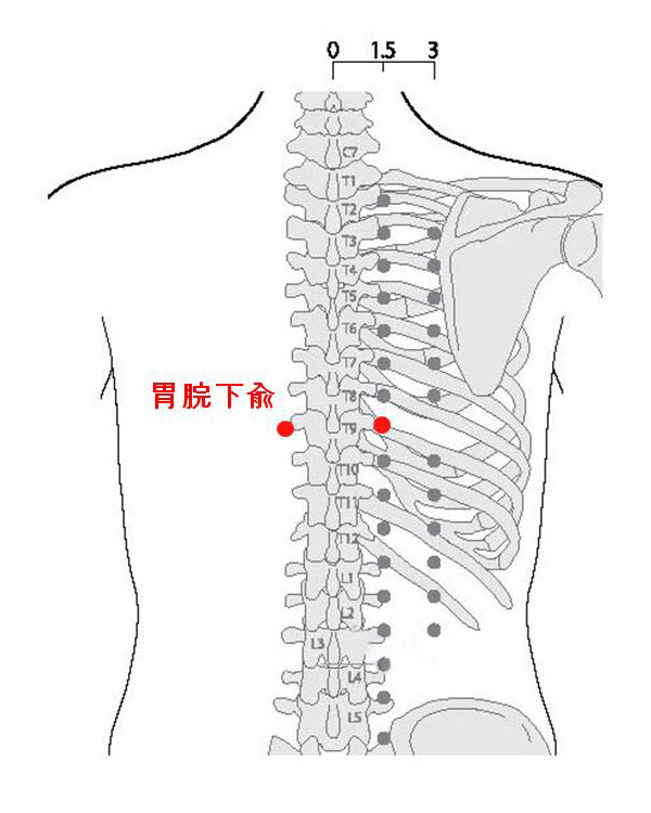 경외기혈(EX) > EX-B3 위완하수 (胃脘下兪) 1