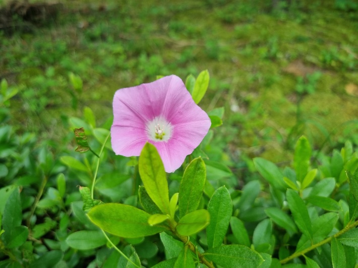 메꽃