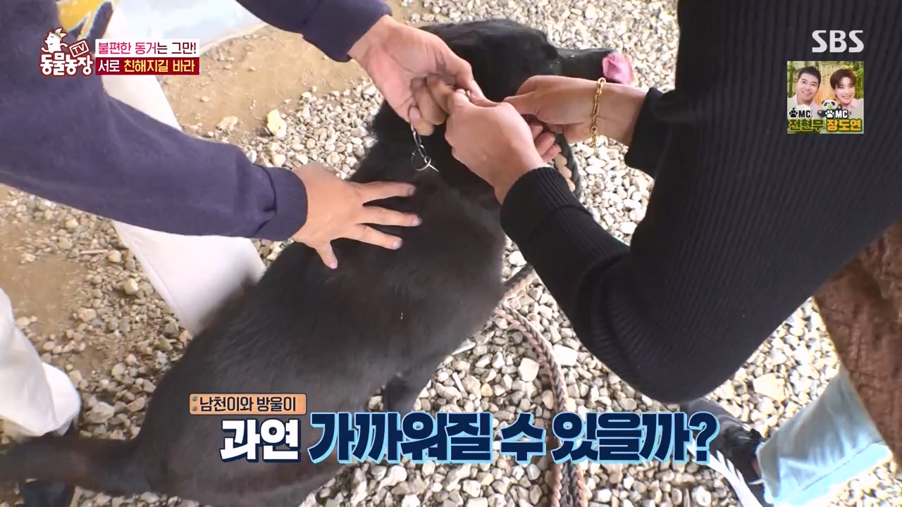 TV 동물농장.E1146.231120p-NEXT.mp4_20231119_175244.279.jpg