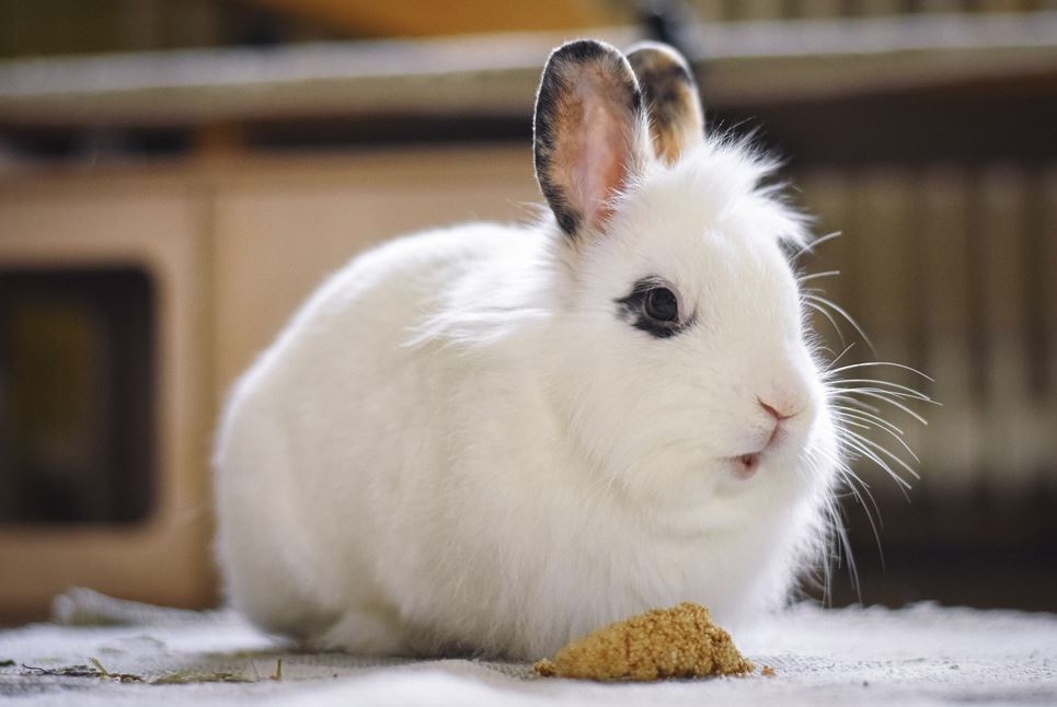 🐰 토끼띠 