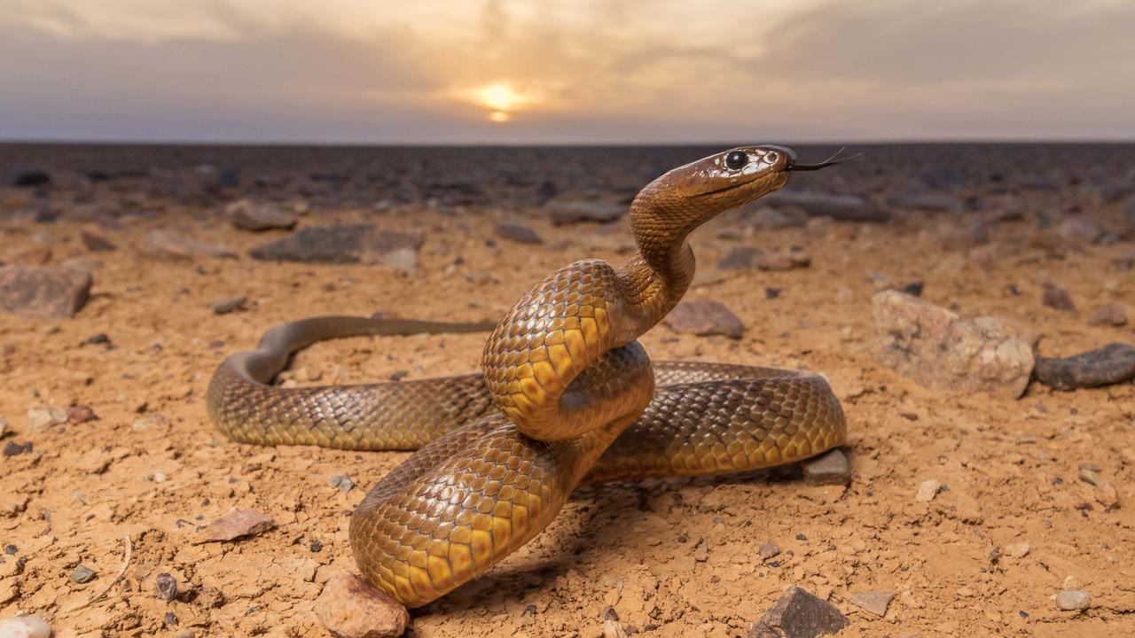 내륙 타이판 (Inland Taipan)