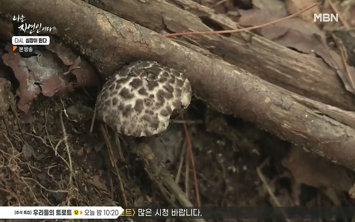 나는 자연인이다.E519.220915p-NEXT.mp4_20220915_201131.512.jpg