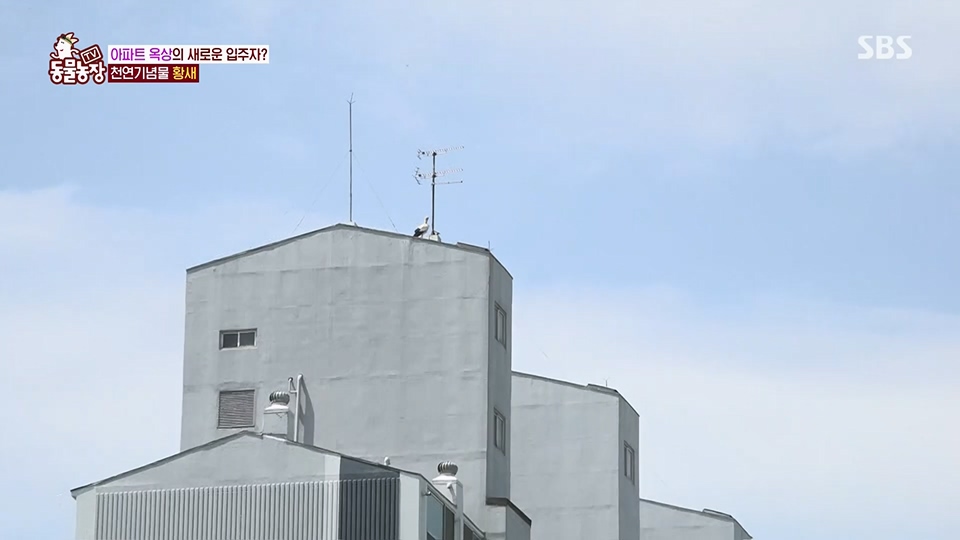 TV 동물농장.E1126.230625p.H264-F1RST.mp4_20230626_204306.321.jpg