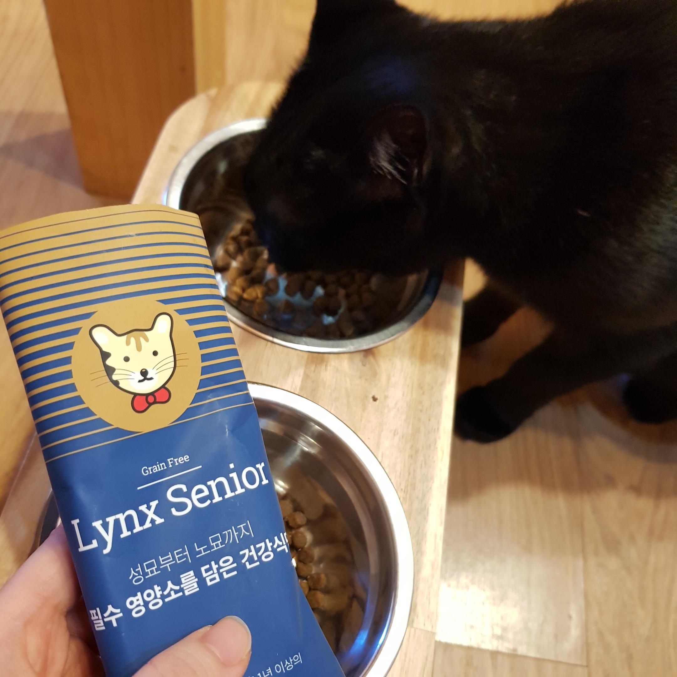 검은 고양이가 사료를 먹는 모습