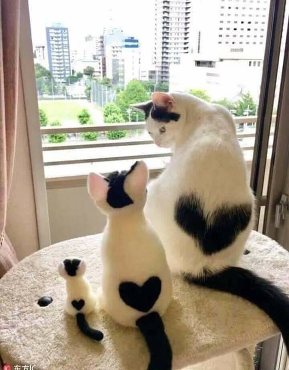 사랑이 넘치는 고양이들 ! 하트 고양이 짤 모음 사랑이 넘치는 고양이들 ! 하트 고양이 짤 모음
