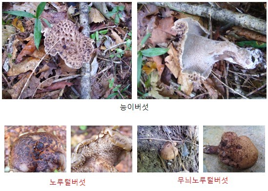 식용버섯 종류 사진과 이름,독버섯 종류 사진과 이름/구별법