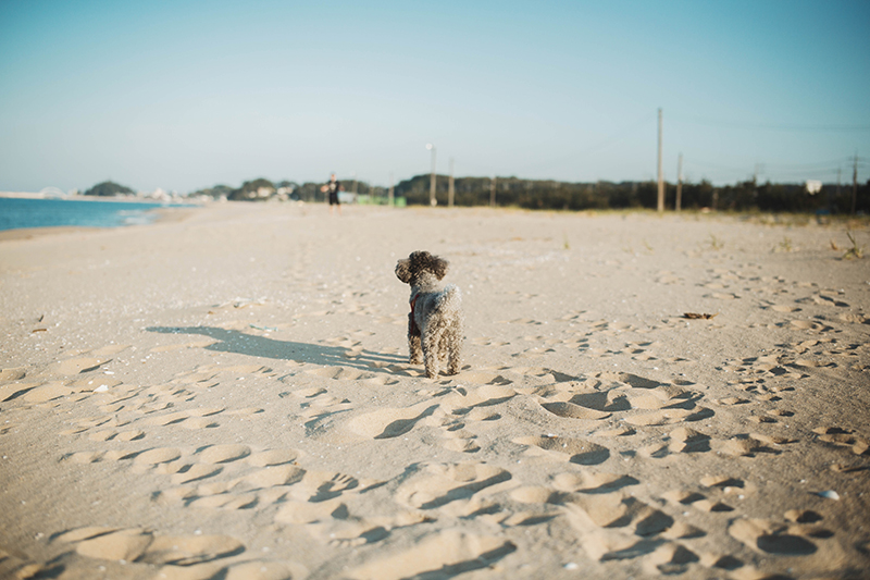 해변에서 뒤를 보이고 있는 짜리몽땅한 강아지 뒷모습.