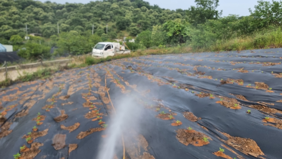 같은 씨앗을 기르는 법 참깨를 많이 얻는 방법 2