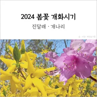 개나리 개화시기 2025 서울 경기 강원 전남 경북 제주_20