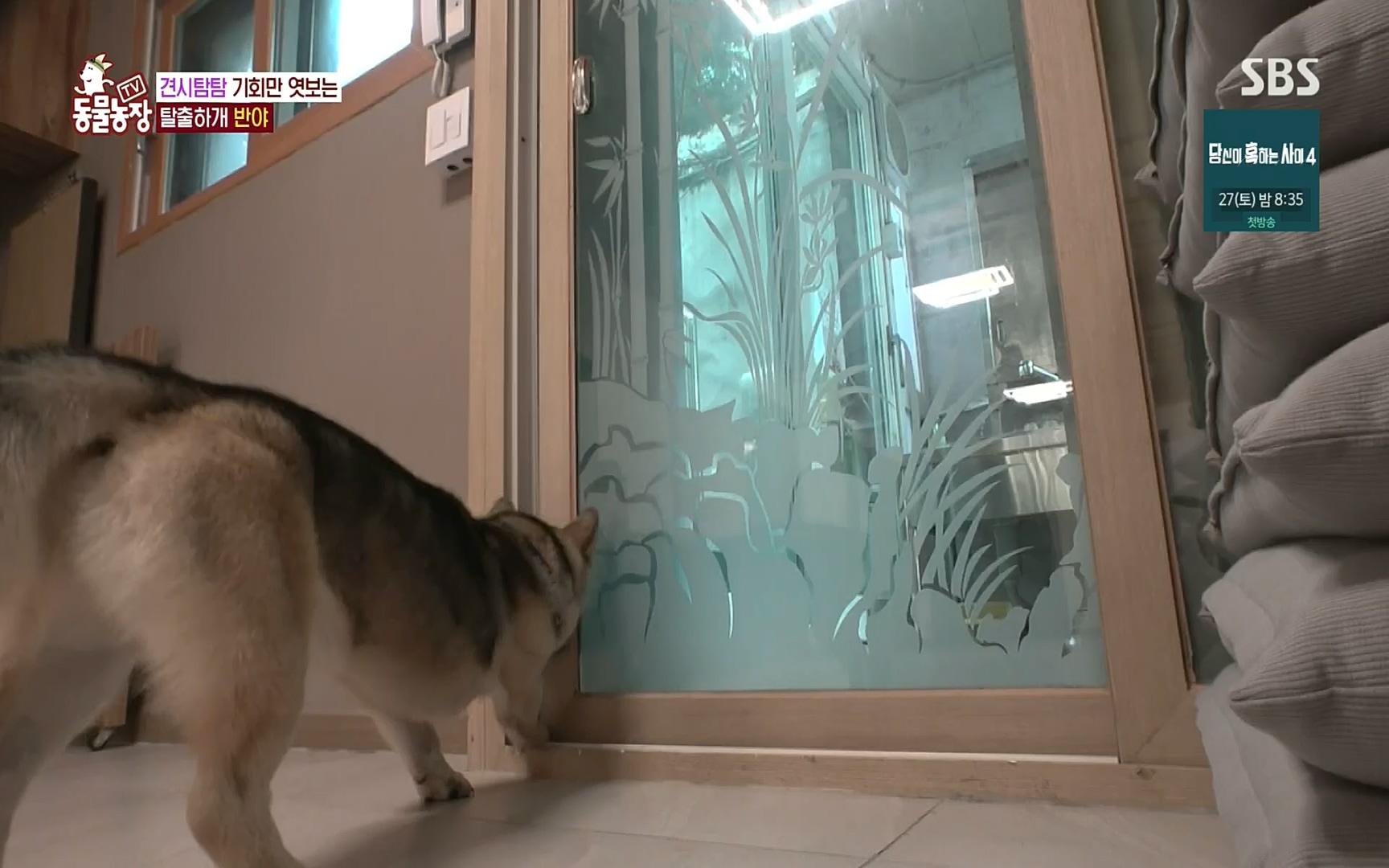 TV 동물농장.E1083.220821p.H264-F1RST.mp4_20220821_183709.671.jpg