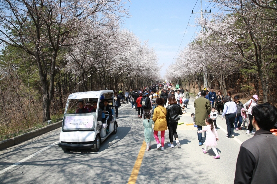 경기도 벚꽃축제&amp;#44; 여주흥천남한강 벚꽃축제 정보