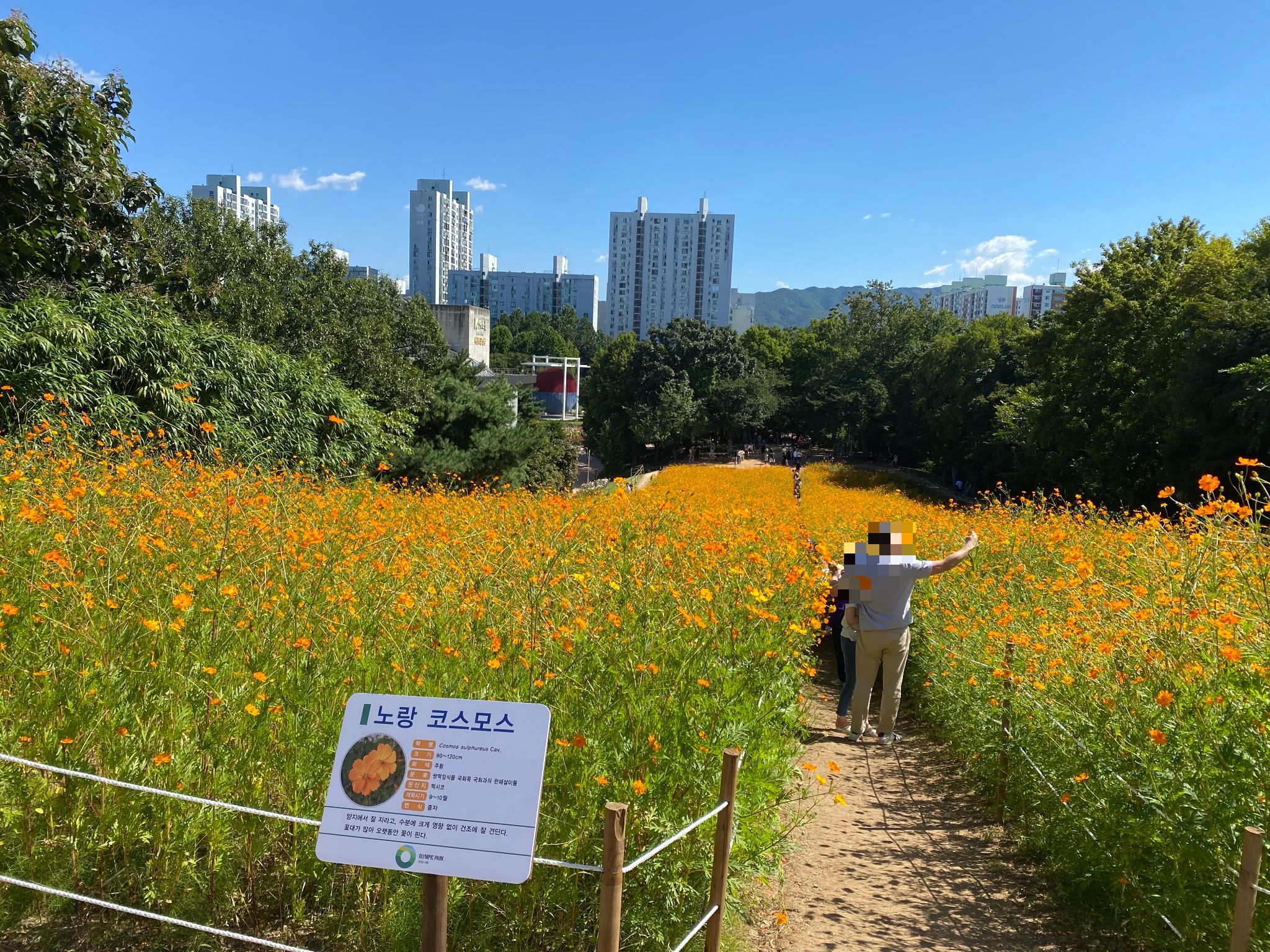서울 송파 올림픽공원 노랑코스모스 밭길 위에서 사람들이 사진을 찍고 있습니다