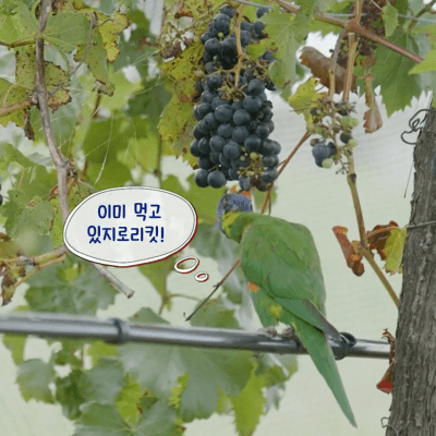 부산촌놈 in 시드니 7회&amp;#44; 포도를 먹는 레인보우 로리킷