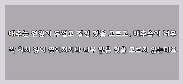  배추는 겉잎이 두껍고 질긴 것을 고르고, 배추속이 너무 꽉 차서 잎이 찢어지거나 너무 많은 것을 고르지 않는데요