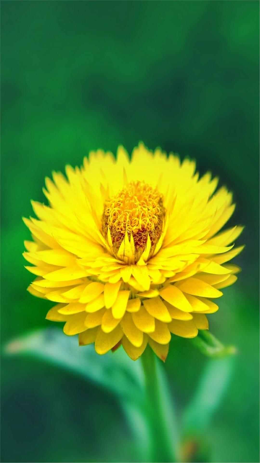 Daisy Flower iPhone Wallpaper