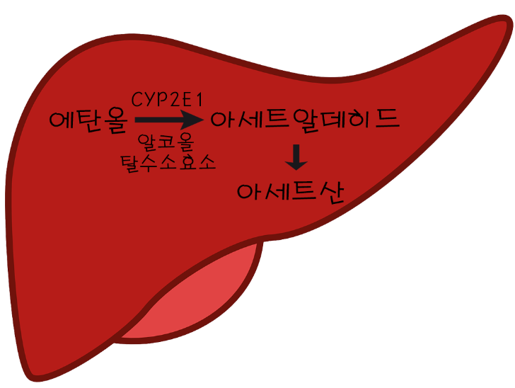  상쾌환과 숙취 해소