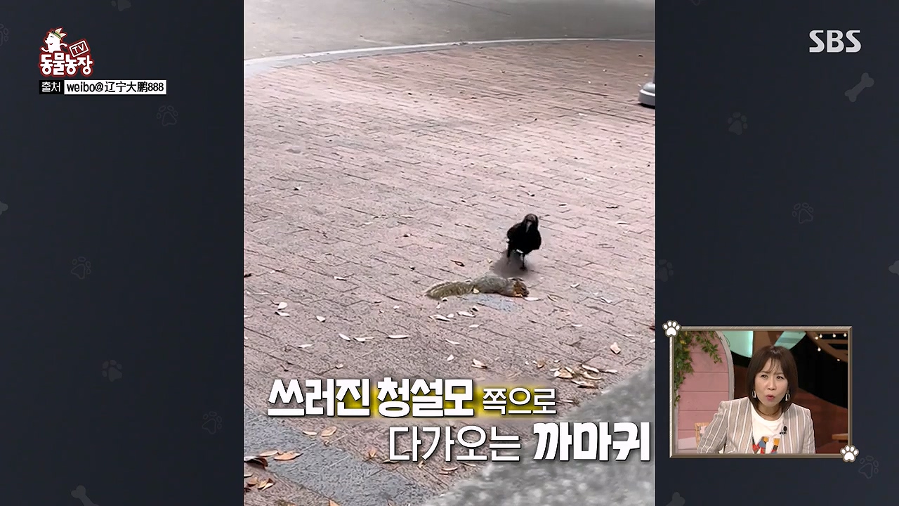 TV 동물농장.E1174.240603p-NEXT.mp4_20240602_155732.260.jpg