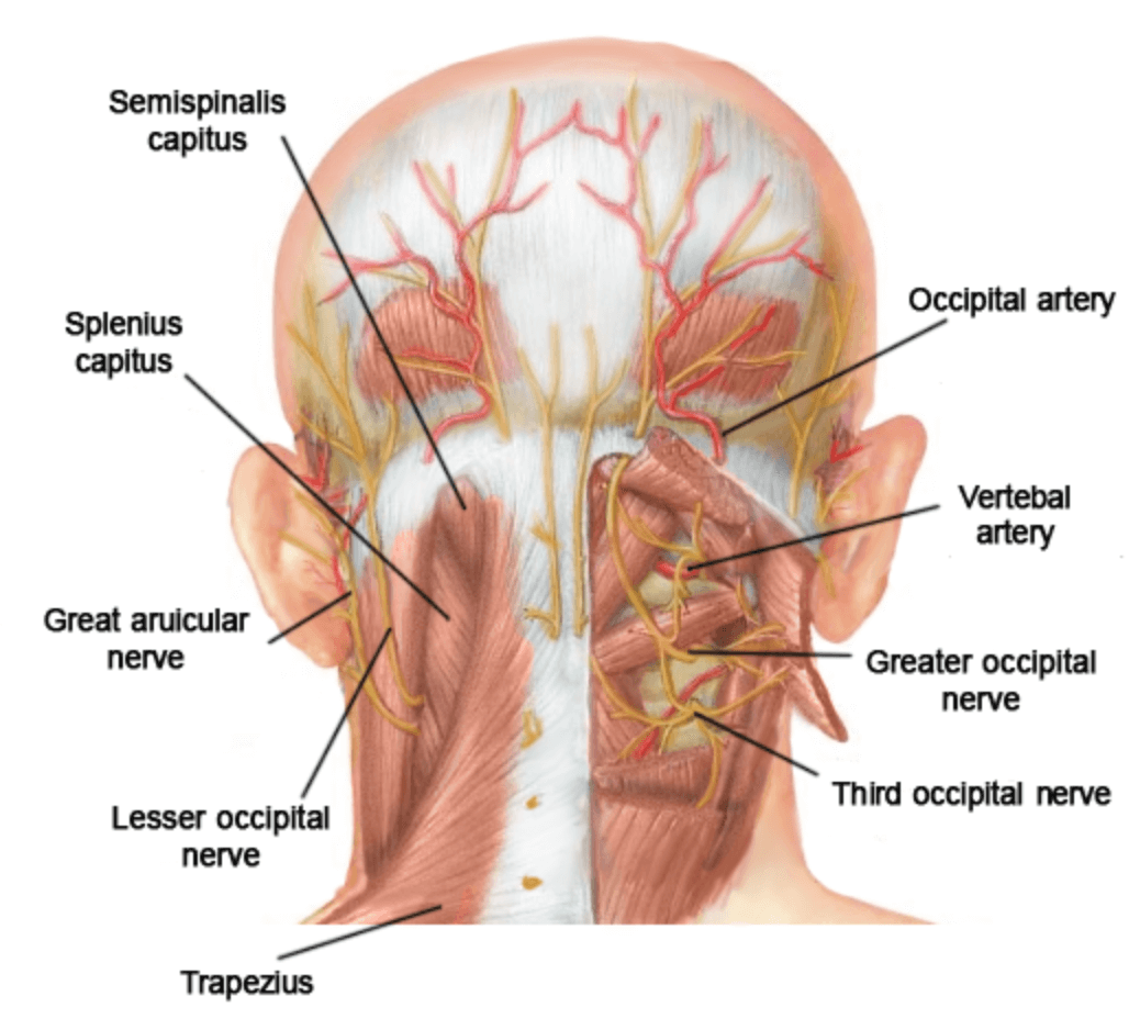 뒷골 신경통