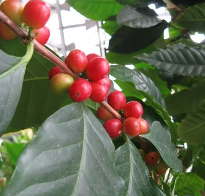 커피나무 열매&#44; coffee tree
