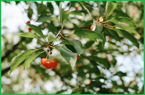 타르체리-나무에-열매가-맺힌-사진