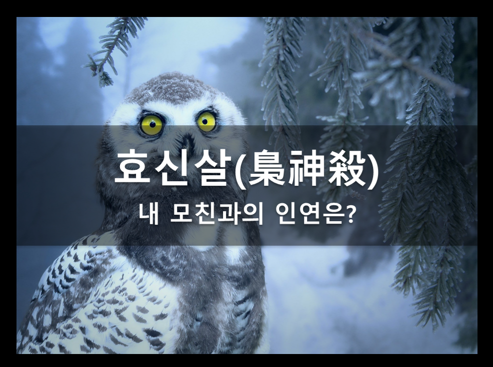  모친과의 인연 :: 효신살(梟神殺)이란?