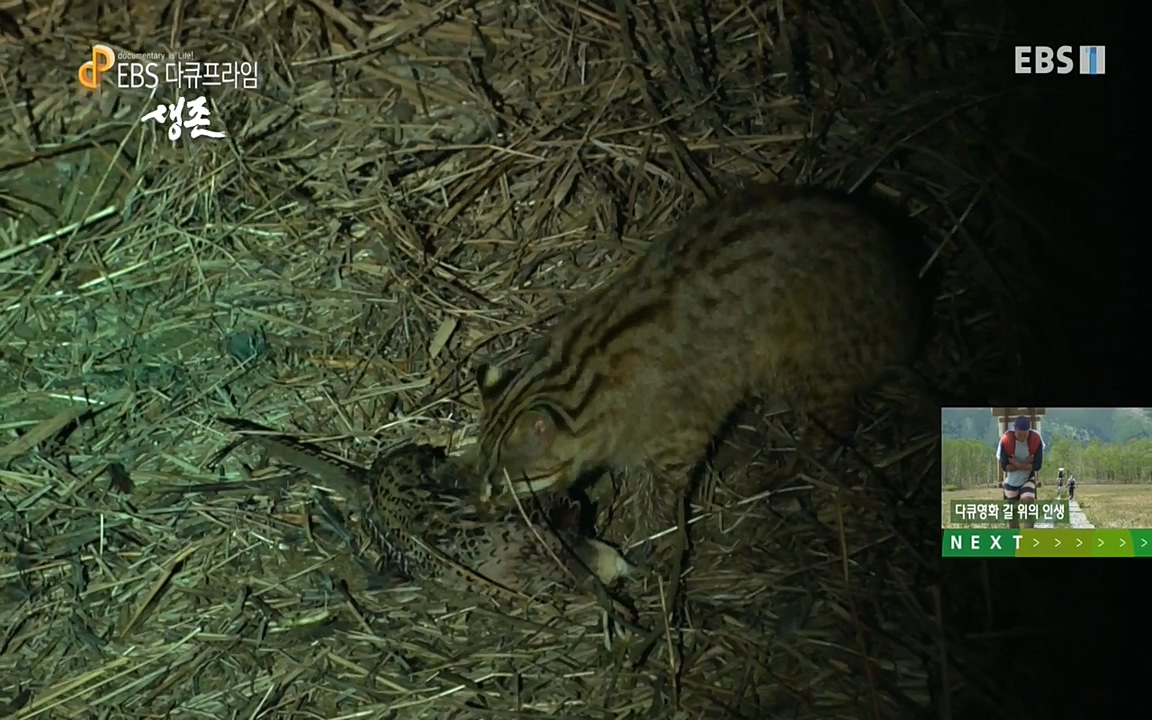 생존 3부_ EBS 다큐프라임_ 220629.avi_20220701_210622.383.jpg