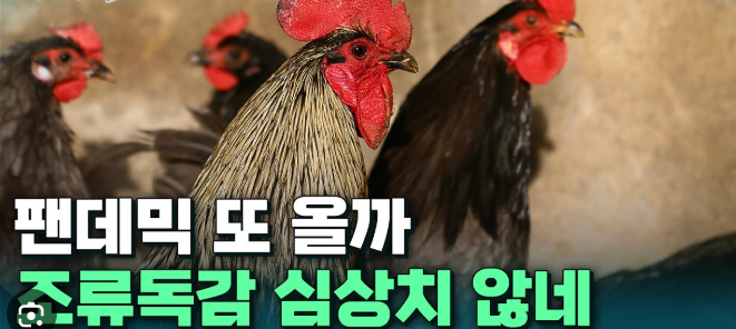 조류독감·호흡기 바이러스 급증