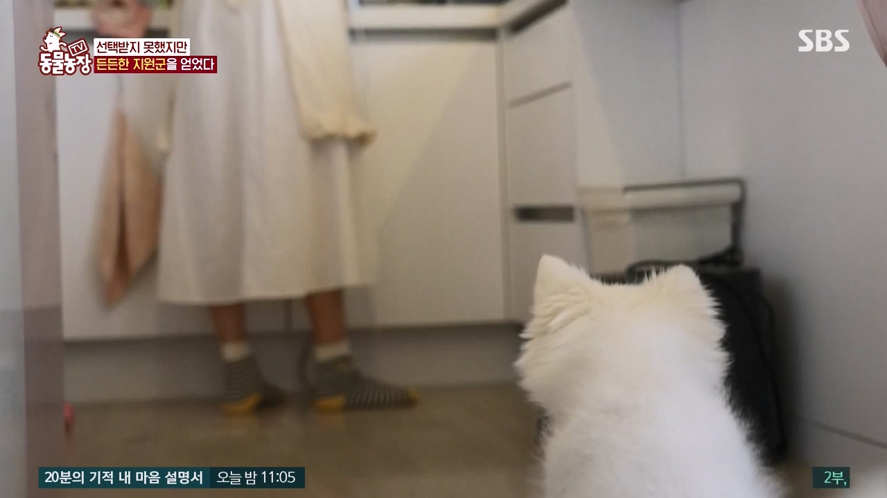 TV 동물농장.E1172.240520p-NEXT.mp4_20240519_165232.356.jpg