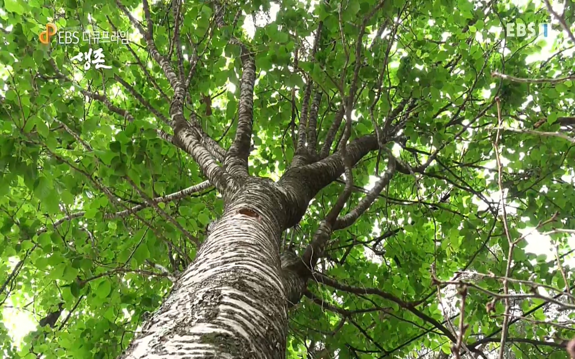 생존 3부_ EBS 다큐프라임_ 220629.avi_20220701_210747.058.jpg