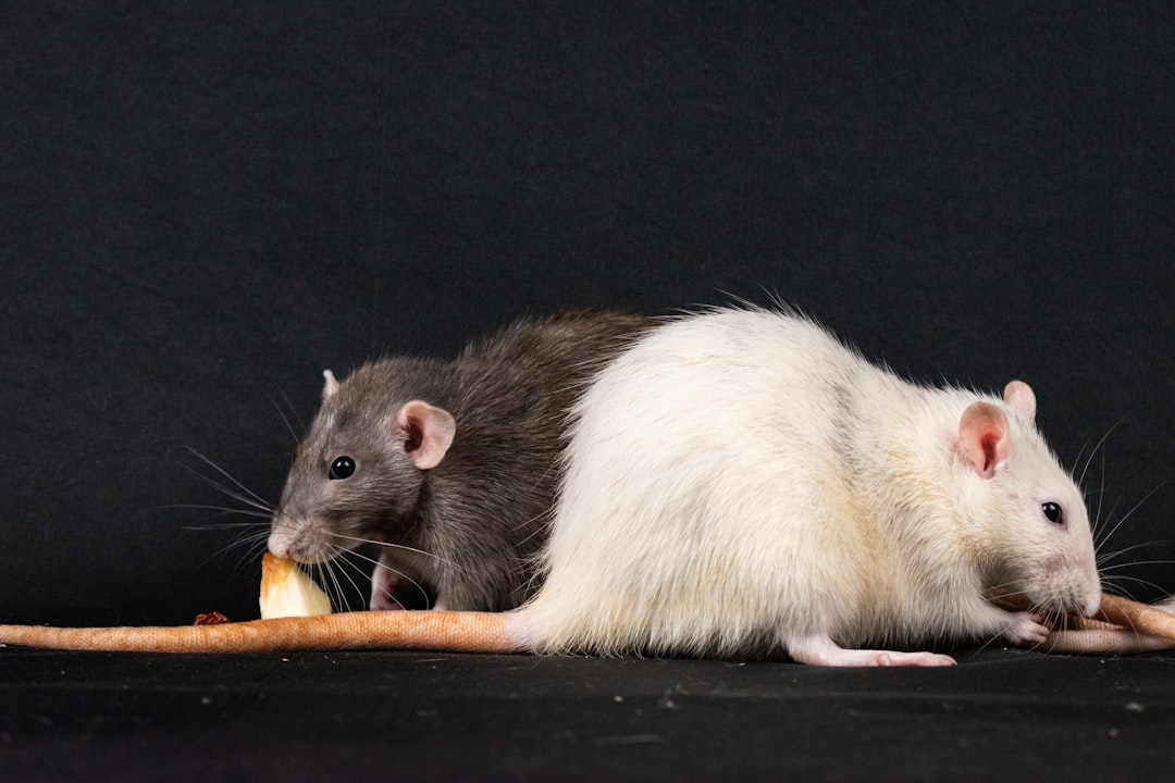 Rat