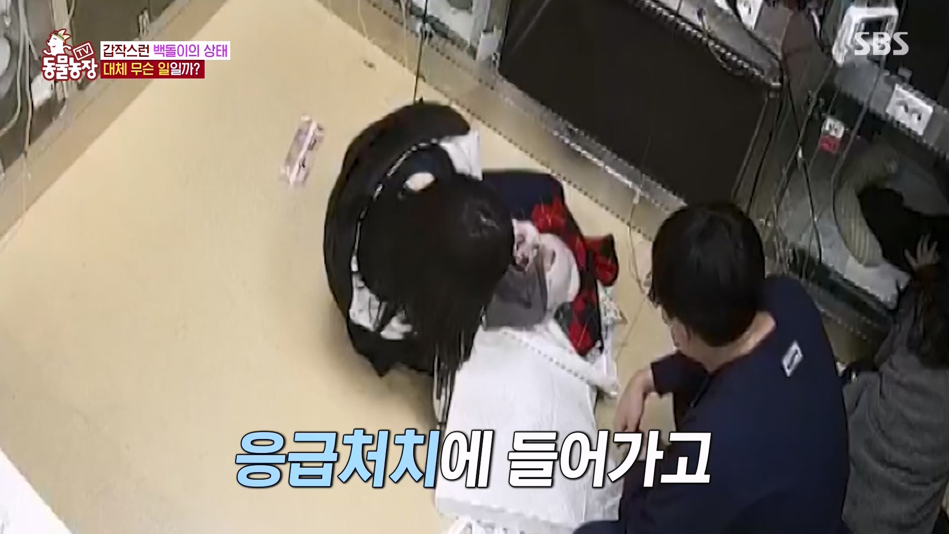 TV 동물농장.E1164.240324p-NEXT.mp4_20240324_172347.969.jpg