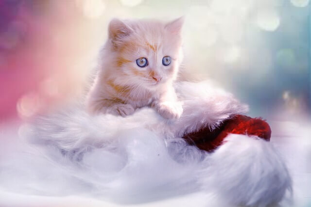 고양이꿈&amp;#44; 고양이 나오는 꿈&amp;#44; 고양이꿈해몽&amp;#44; 고양이 나오는 꿈해몽 흉몽?