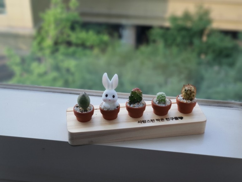 다육이 사이트 반려식물 초미니 12