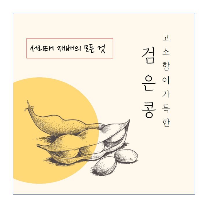 서리태 심는시기, 검정콩 심는시기, 파종시기, 재배 방법, 수확! 서리태 심는시기, 검정콩 심는시기, 파종시기, 재배 방법, 수확!