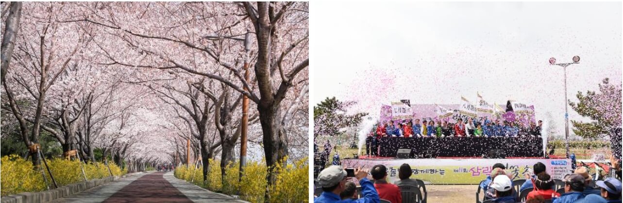 벚꽃축제 전경 삼락(사상구청)