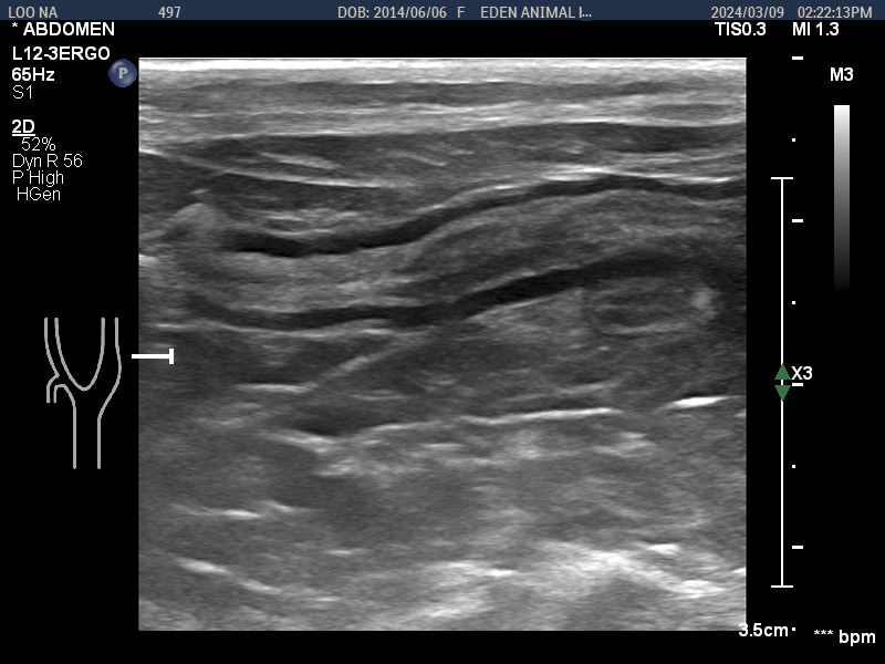 아비시니안_루나_복부초음파_사진_3