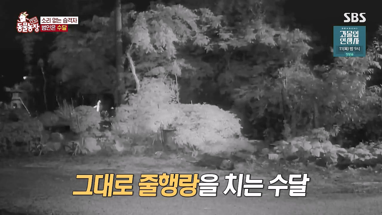 TV 동물농장.E1178.240630.ts_20240630_164647.862.jpg