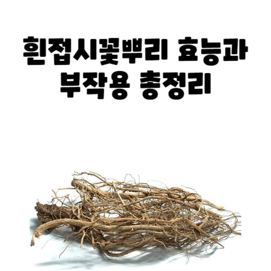 흰접시꽃부리 효능과 부작용